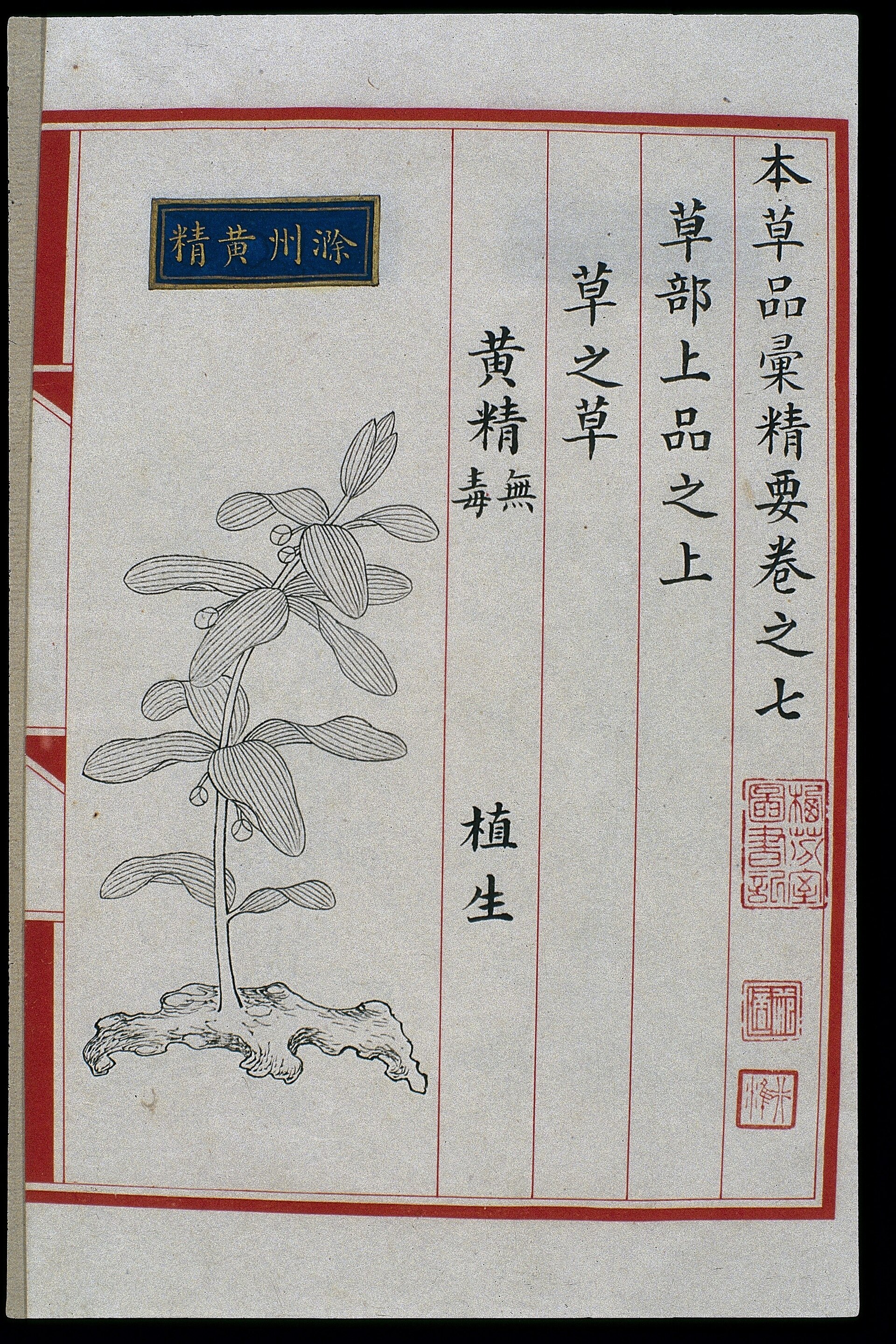 Planche de matière médicale, Bencao pinhui jingyao, dynastie Ming